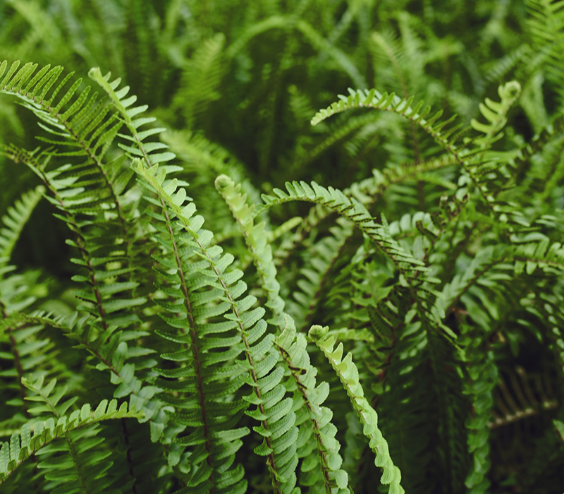 Giving A Green Thumb