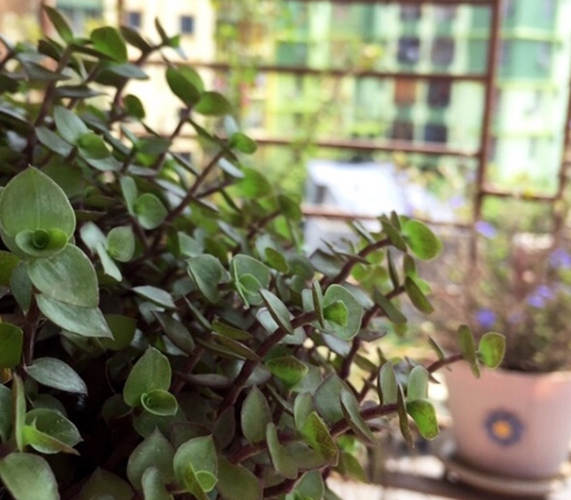 Giving A Green Thumb