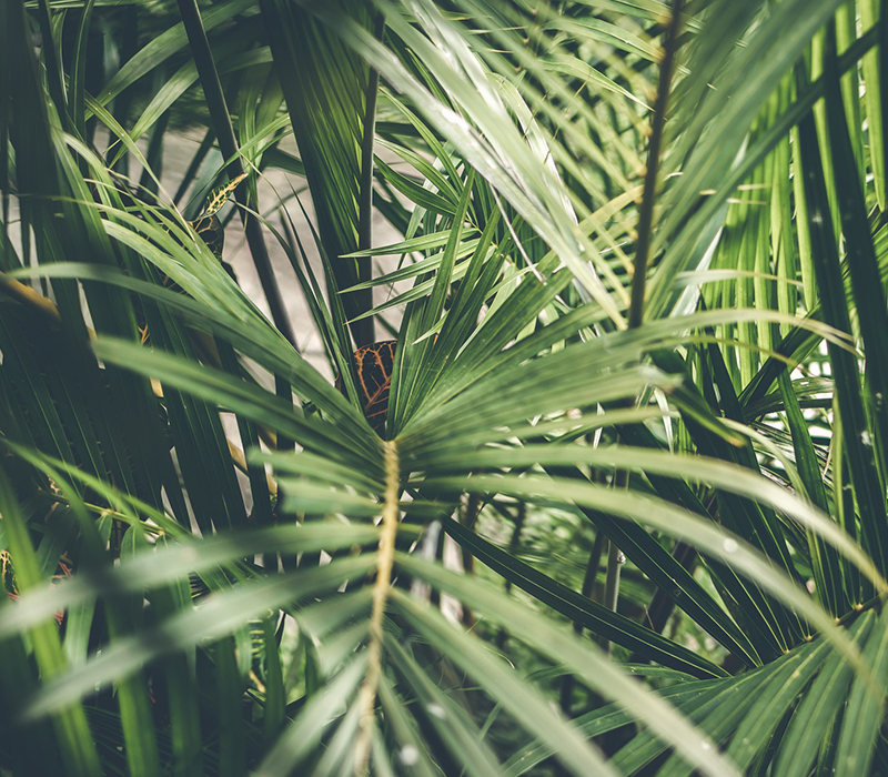 Giving A Green Thumb