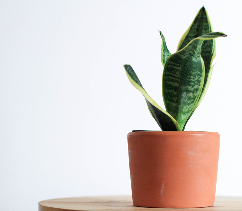 Giving A Green Thumb