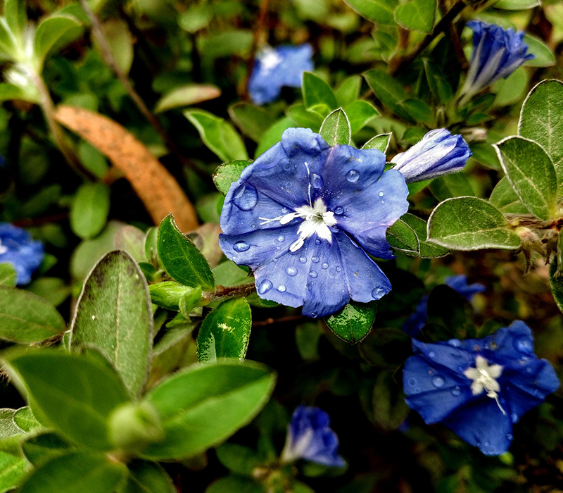 Giving A Green Thumb